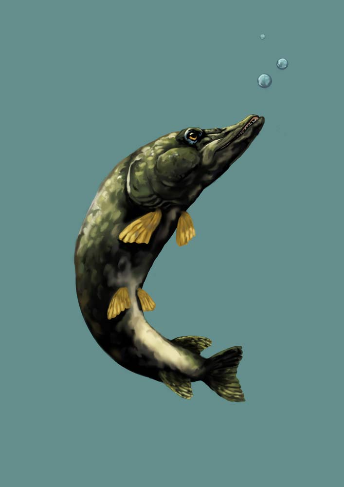 Professionel freelance tegner og illustrator laver illustarion til Aqua Silkeborg af en gedde